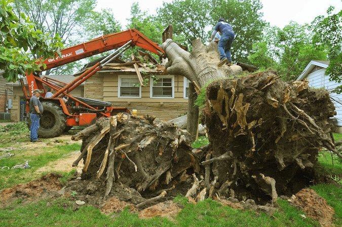 New Braunfels Stump Grinding