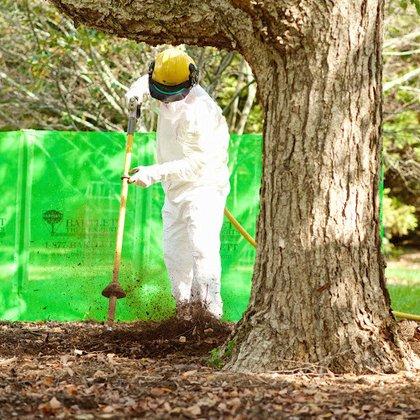 Bartlett Tree Experts