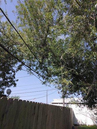 TreeMD Certified Tree Service