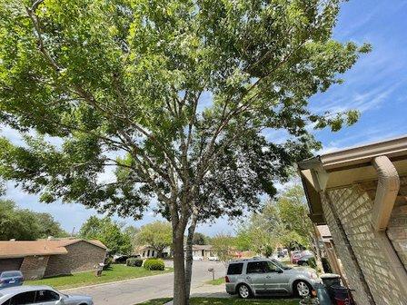 ArborUp Tree Services