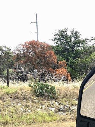 ArborCare and Consulting