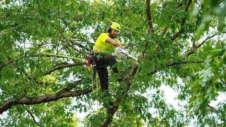 Bartlett Tree Experts