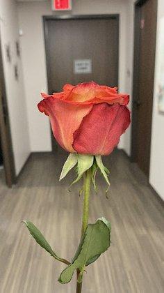 South Texas Radiology Imaging Centers (STRIC) Boutique Mammography Center Alamo Ranch