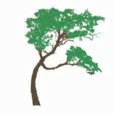 Stone Oak Allergy