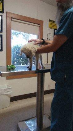 Las Palmas Pet Clinic