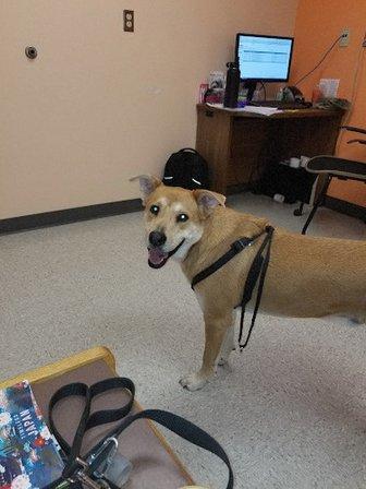 Lackland AFB Veterinary Treatment Facility