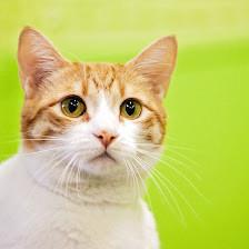 San Antonio Pets Alive! Medical Clinic