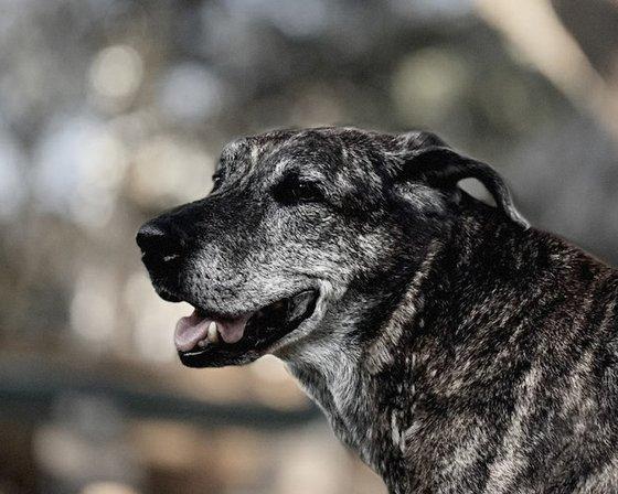 Stepping Stone Veterinary Care