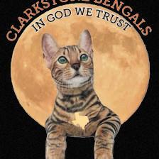 Clarkstone Bengal