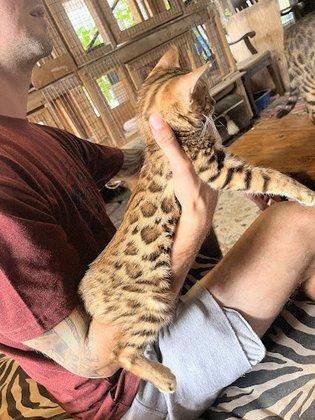 Clarkstone Bengal