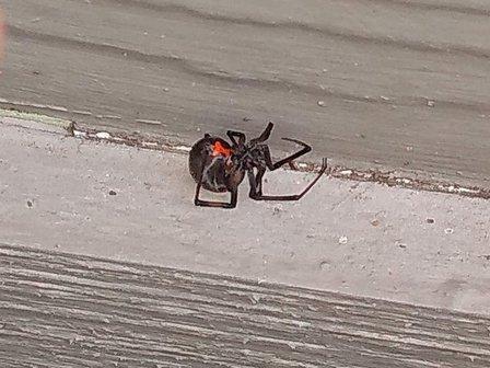 X Out Pest Services