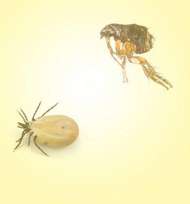 HOME SOLUTIONS: PEST CONTROL