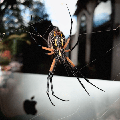 Pestpro of San Antonio