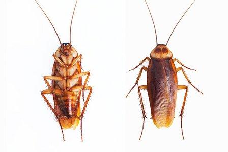 Barefoot Mosquito & Pest Control - San Antonio TX