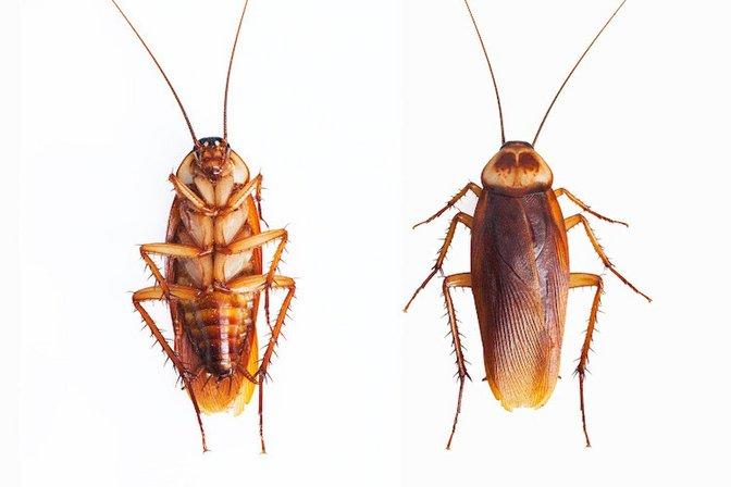 Barefoot Mosquito & Pest Control - San Antonio TX