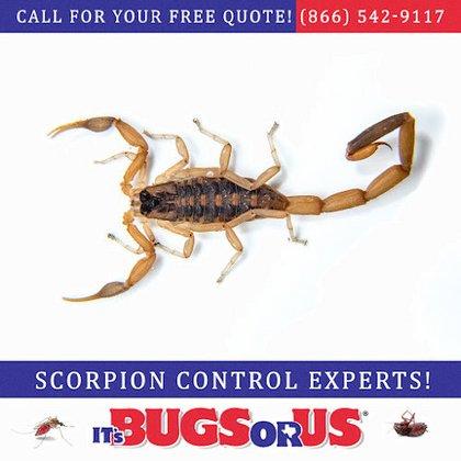 It's Bugs Or Us Pest Control - San Antonio