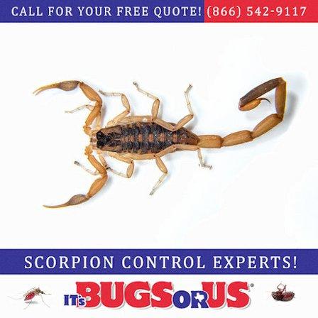 It's Bugs Or Us Pest Control - San Antonio