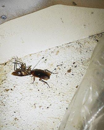 Deep Six Pest Control