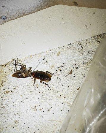Deep Six Pest Control