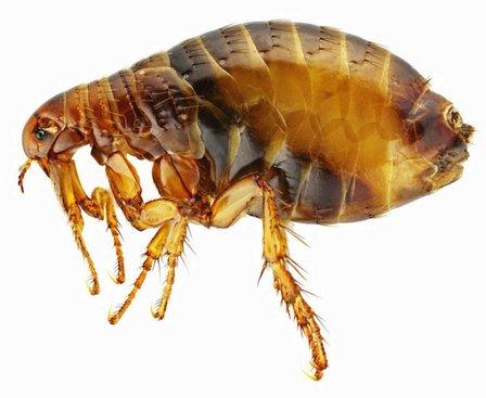 Witten Pest Control