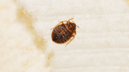 Hi-Tech Pest Services