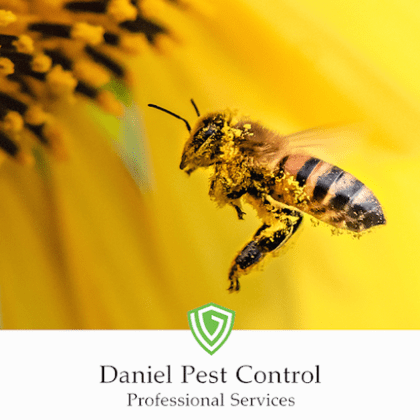 Daniel Pest Control