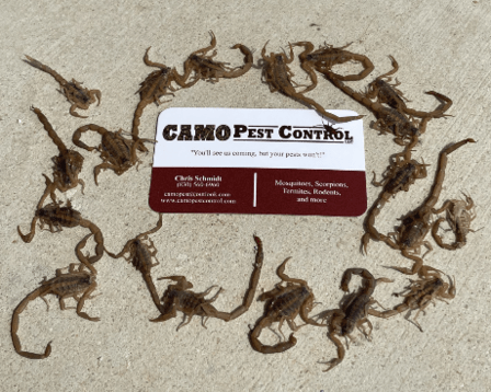 Camo Pest Control