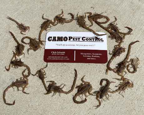 Camo Pest Control