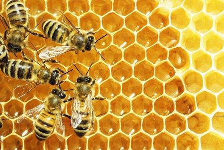 Happy Bee Solutions