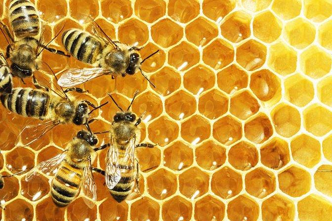 Happy Bee Solutions