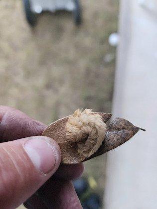 7C's Pest Control