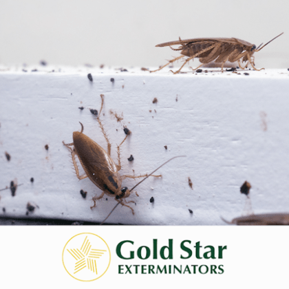 Gold Star Exterminators
