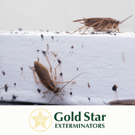 Gold Star Exterminators