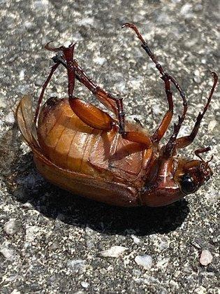 Acorn Pest Control, LLC