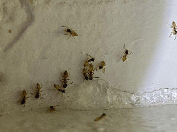 Authority Pest Protection
