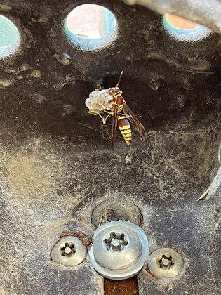 Tyler's Austin Bee Removal
