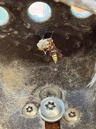 Tyler's Austin Bee Removal