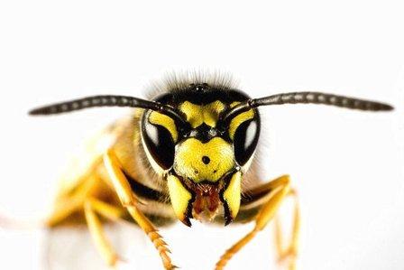 Beeline Pest Control | San Antonio, Texas