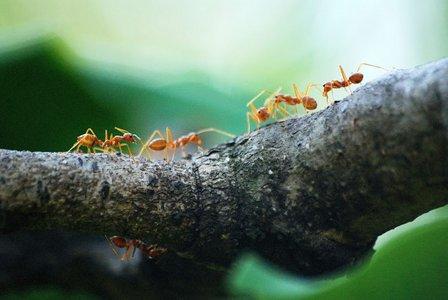 Pro Defense Pest Control - San Antonio