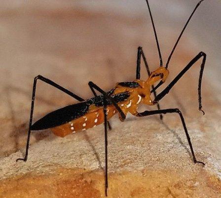 BUGCO Pest Control San Antonio