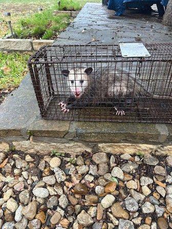 No Escape Pest Control