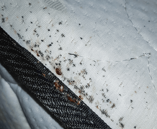 A1 Bed Bug Exterminator