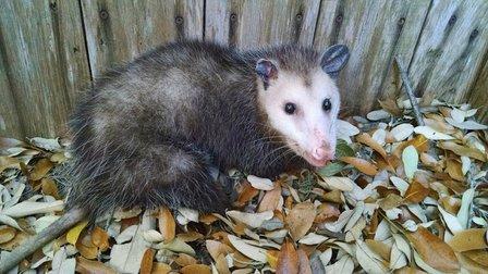 Critter One of Alamo Heights