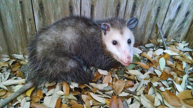 Critter One of Alamo Heights