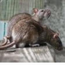 AA Hudson Rodent Control
