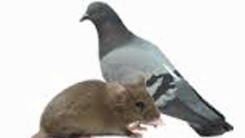 AA Hudson Rodent Control