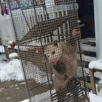 San Antonio Animal Exterminator
