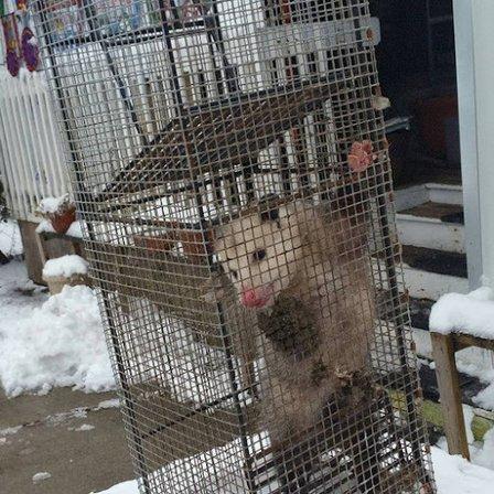 San Antonio Animal Exterminator