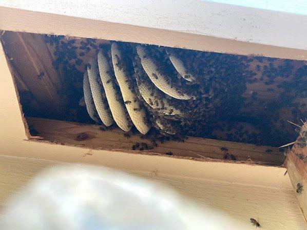 USA Bee Removal