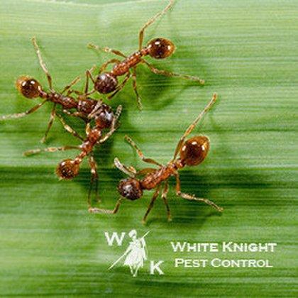White Knight Pest Control